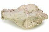 Fossil Oreodont (Eporeodon) Skull - South Dakota #281481-7